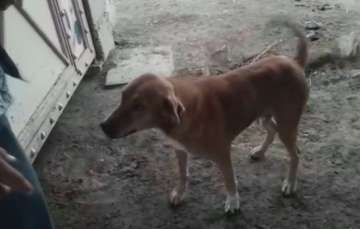 Gujarat: Dog saves shepherd from 3 lions