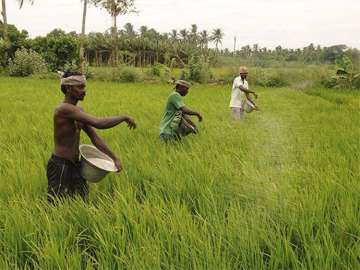 Agricultural loan waivers, not farm income, driving rural revival: Report