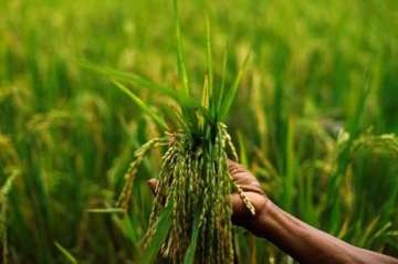 The massive hike in MSP of paddy and other kharif crops comes in the election year of the NDA government.?