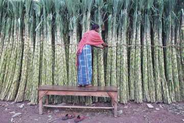 sugarcane 