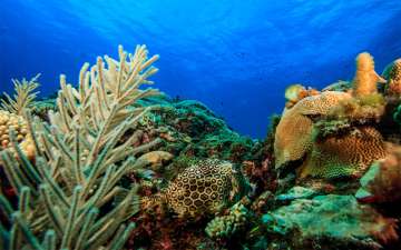 Research says changing temperature may affect corals (representational image)