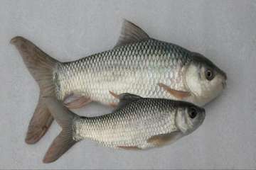 Consuming fish may reduce premature birth risk