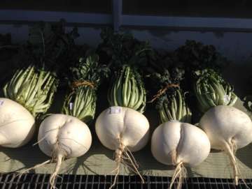 Eating radish may prevent heart disease and stroke, says study