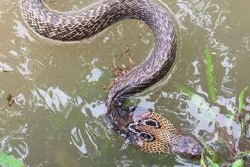 Snakes were spotted in many houses after the water levels receded.