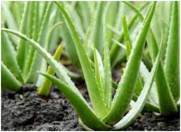 Skin care tips, 7 multiple benefits of using aloe vera in personal