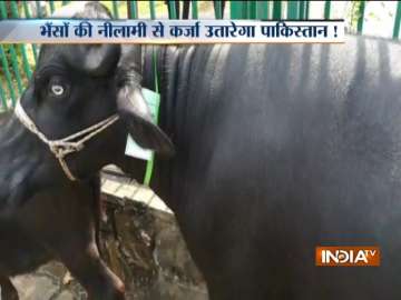 Pak govt auctions 8 buffaloes at PM House