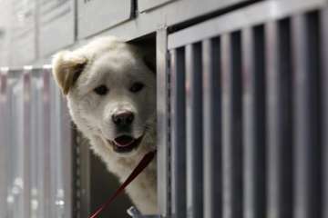 US House bans slaughter of dogs, cats