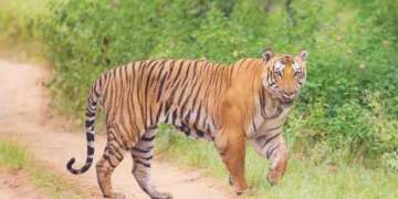 CBI to probe tiger deaths in Uttarakhand