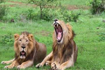 gir forest death of lions