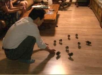 Korean man takes care of 21 ducklings like his children