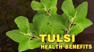 Add Tulsi to your diet to boost your physical and mental health