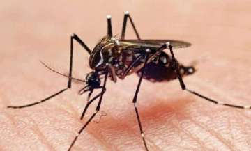 Dengue cases mount to 650 in Delhi