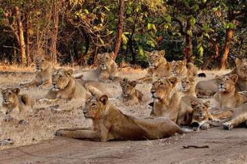 Around 23 Asiatic lions have died in Gujarat's Gir forest since September 12 (File Photo/PTI)