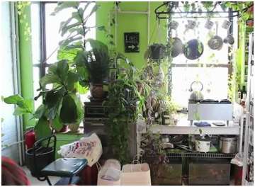 Home decor tips: 4 easy ways to create indoor vertical garden to enjoy festivity