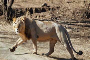 Vaccination of Gir lions begins in Gujarat