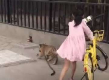 9-year-old girl is friends with a tiger, takes it on walk with a leash