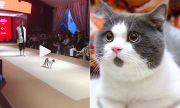 cat gatecrashes fashion event in istanbul