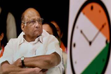 madhya pradesh assembly elections 2019 ncp sharad pawar