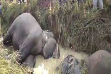 Seven elephants electrocuted in Odisha's Dhenkanal, govt suspends 6 officials, sacks junior engineer of CESU.