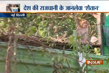 Monkeys invade Parliament Lutyens Delhi