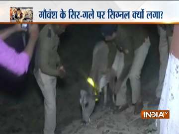 UP Police sticking fluorescent tapes on a cow