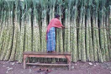 Australia said on Friday that it was taking legal action against India, the world's second-largest sugar producer, at the WTO.