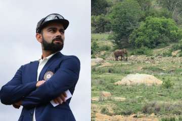 Animal lover Virat Kohli pens open letter to relocate Elephant No.44 from Jaipur