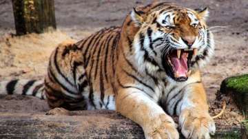 Maneka Gandhi lashes out at Maharashtra govt over 'ghastly murder' of tigress Avni