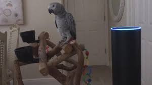 Naughty pet parrot uses Alexa to place multiple orders on Amazon
