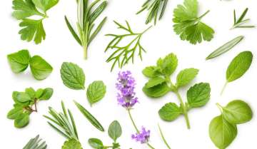 Include these 5 miracle herbs in your daily diet for healthy digestive system