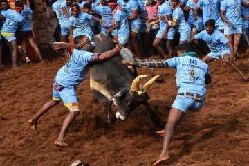 Participants try to tame a bull during Jallikattu event at Alanganallur, in Madurai district.