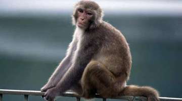 Delhi's first animal welfare policy calls for birth control of monkeys