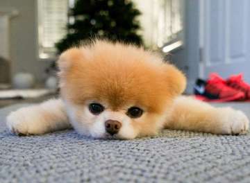 Boo, world's cutest dog and internet sensation, dies of 'broken heart'