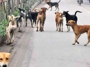 Maharashtra stray dogs menace