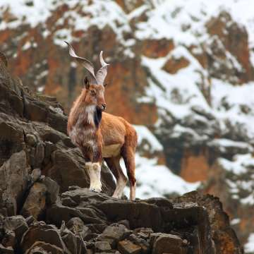 Markhor