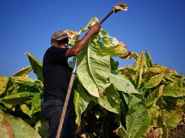 Tobacco plant can help in treating type-2 diabetes, arthritis and stroke; Know more