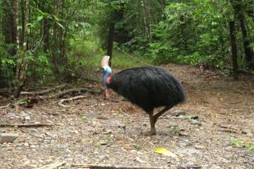 Large, flightless bird attacks and kills its fallen owner in Florida