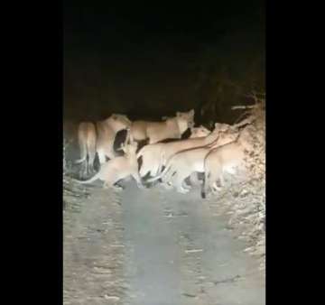 20 lions venture out of forest in Gujarat's Amreli | Watch