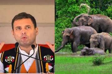 According to a tribal woman, the main issue is fighting elephant attacks.?