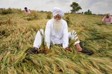 A farmer inspects his wheat crop damaged by strong winds and rains, on the outskirts of Amritsar