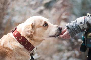 dogs can sniff cancer cells