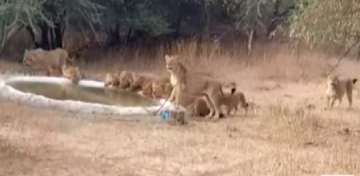 WATCH | Pride of 14 lions quench their thirst near Gir, video goes viral