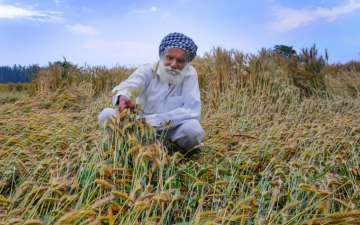 farmer distress, rabi crop, rains, thunderstorm, 