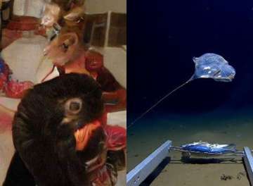 Bizarre photograph to new Species of Jellyfish, here are top trending stories 