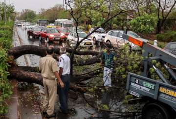 Fallen tree obstructing traffic in Jaipur after a thunderstorm