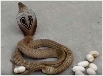 Cobra laying 14 eggs in the middle of street is aghast; Watch viral video