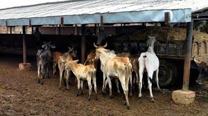 Over Rs 4 crore sanctioned for 60 cow shelters in Jaipur