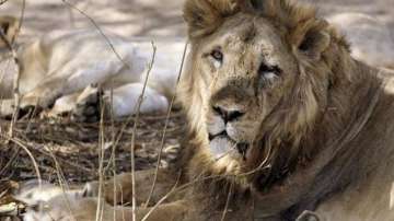 Gir forest and other protected areas spread across Junagadh, Gir Somnath, Amreli and Bhavnagar districts in the Saurashtra region are the only natural abode of Asiatic lions in the world.