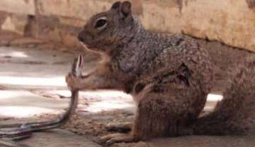 Squirrel kills snakes and eats it down, photos going viral