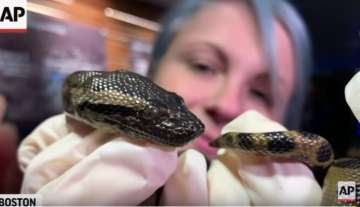 18 Anaconda snakes born to a virgin snake mother in an aquarium- Video going viral
